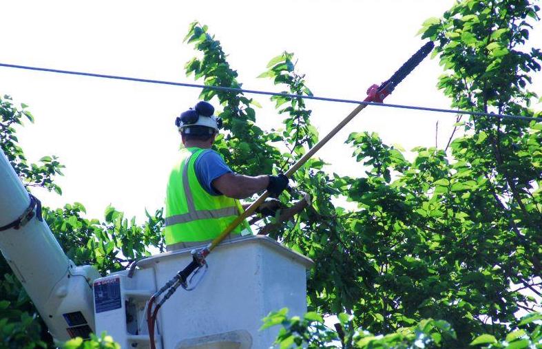 a man trimming a tree near the power lines
